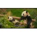 [韓] 再見，福寶 (My Dearest Fu Bao) (2024)[港版]